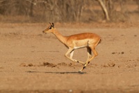 Impala - Aepyceros melampus o9753